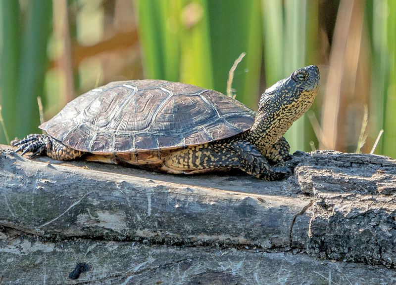 After 25 Years, Steve Irwin’s Turtle Rediscovered 