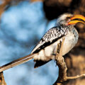 Yellow-billed Hornbill Endangered - Environment News for Kids