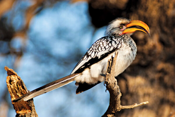 Yellow-billed Hornbill Endangered