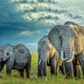 Elephants Translocated in Malawi   