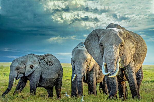 Elephants Translocated in Malawi   