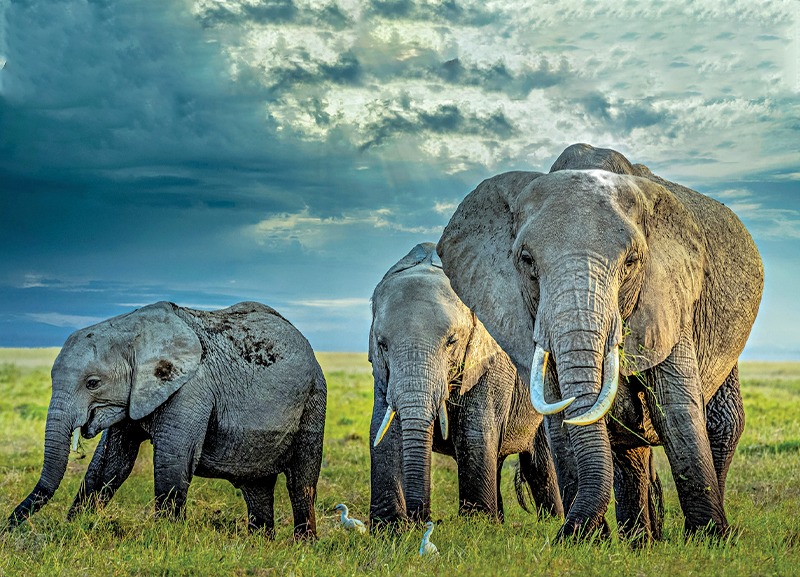 Elephants Translocated in Malawi