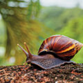 Giant Snail - News for Kids