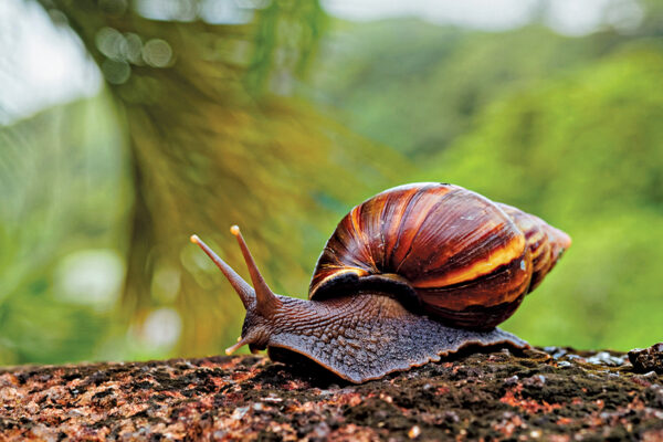 Giant Snail on the Move  