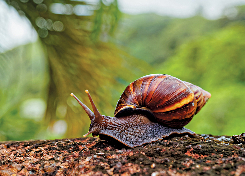 Giant Snail on the Move  