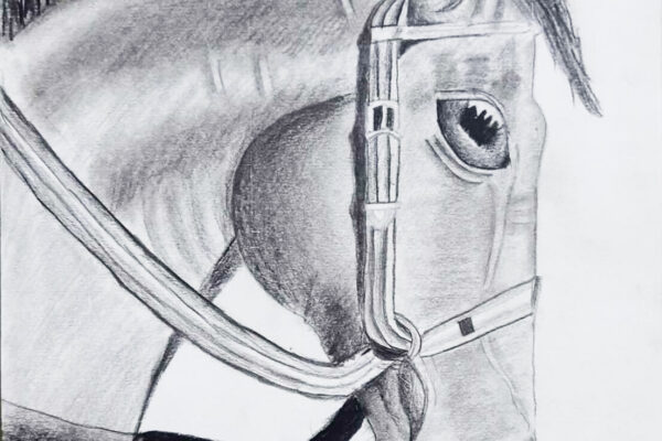 Horse Sketch