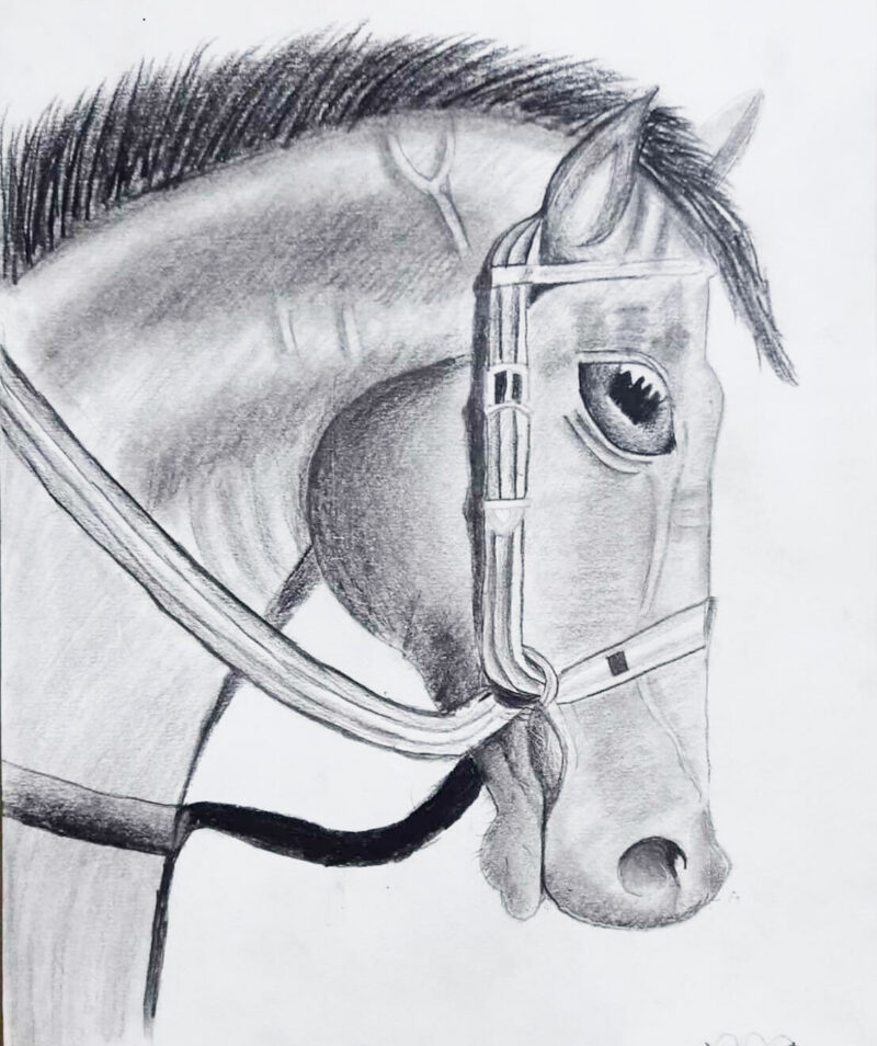 Horse Sketch