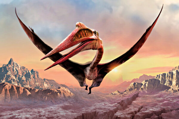 Fossil of Huge Flying Reptile Unearthed 