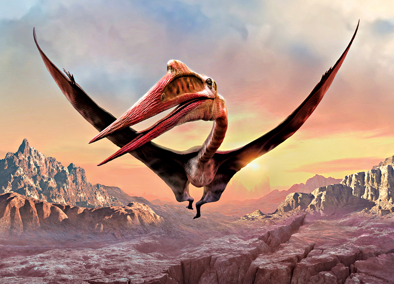 Fossil of Huge Flying Reptile Unearthed 