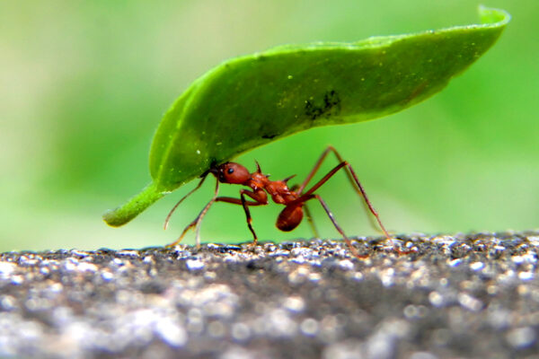 Mind Your Step: The Living Soil