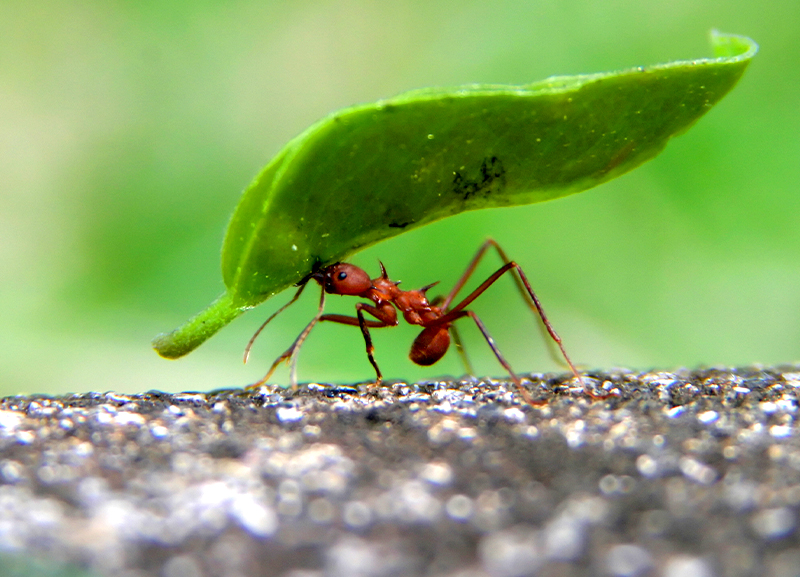 Mind Your Step: The Living Soil