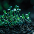 Growing Food in the Dark  - News for Kids
