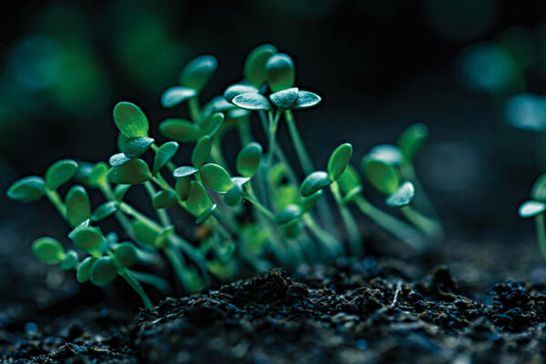 Growing Food in the Dark 