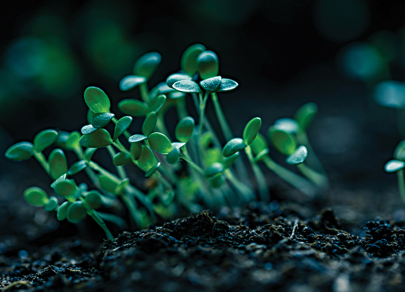 Growing Food in the Dark