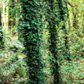 Lianas Threaten Tropical Forests 