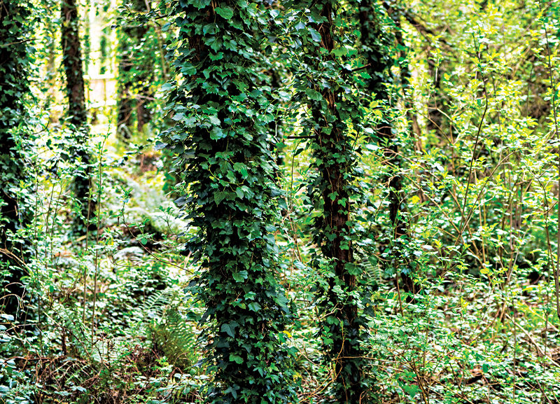Lianas Threaten Tropical Forests