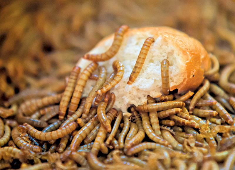 Superworms That Eat Plastic 