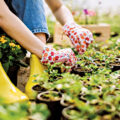 How to Be a Horticulturist