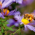 Musicians Among Insects - Natural Science for Kids