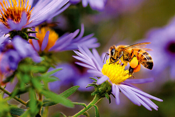 Musicians Among Insects