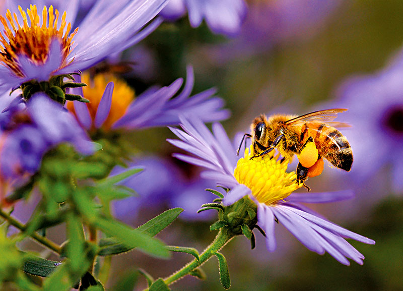 Musicians Among Insects