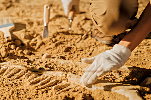 Fossil of Kangaroo Species Discovered