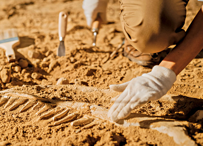 Fossil of Kangaroo Species Discovered