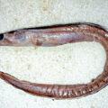 New Eel Species - Environment News for Kids