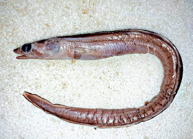 New Eel Species Discovered