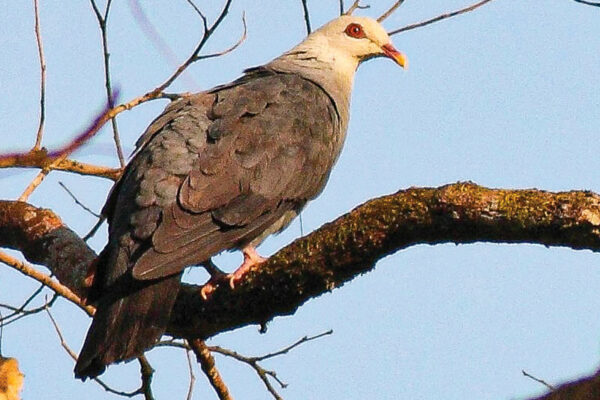 State Bird: Andaman Wood Pigeon