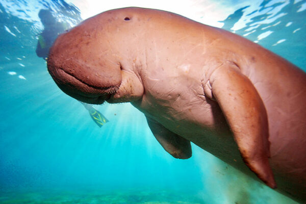 State Animal: Dugong