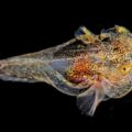 Glowing Fish Filled With Antifreeze Proteins - Environment News for Kids