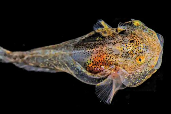 Glowing Fish Filled With Antifreeze Proteins 