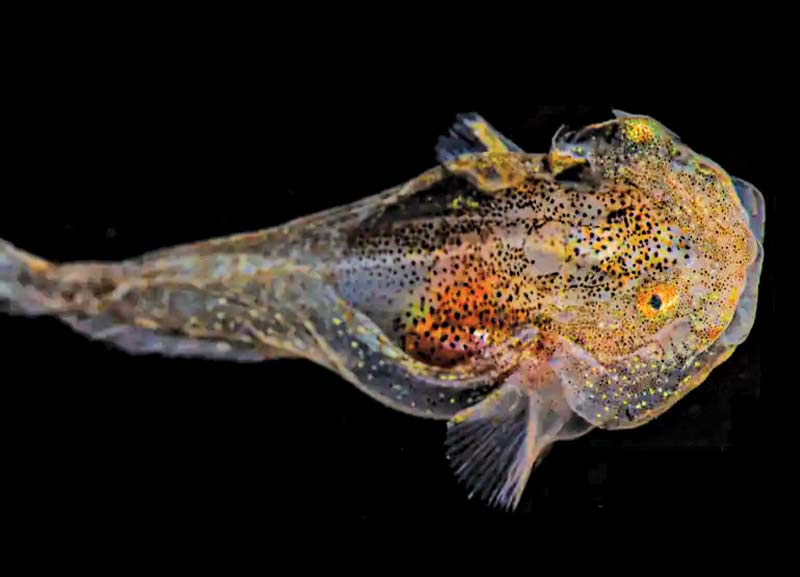 Glowing Fish Filled With Antifreeze Proteins