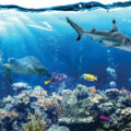 Marine Life - Environment News for Kids