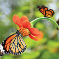 Monarch Butterfly Species Endangered - Environment News for Kids