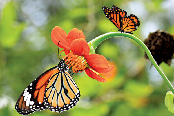 Monarch Butterfly Species Endangered 