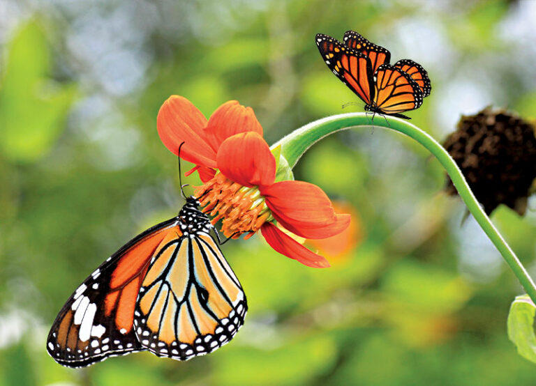 Monarch Butterfly Species Endangered RobinAge