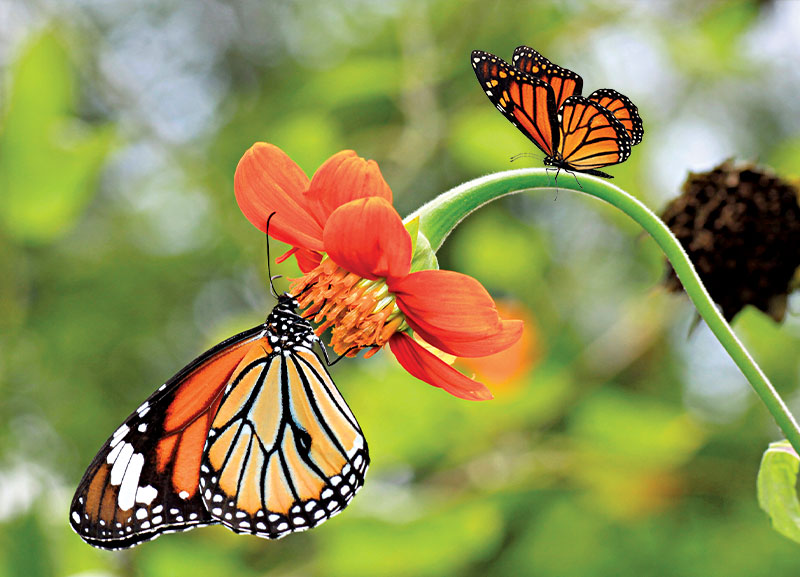 Monarch Butterfly Species Endangered 