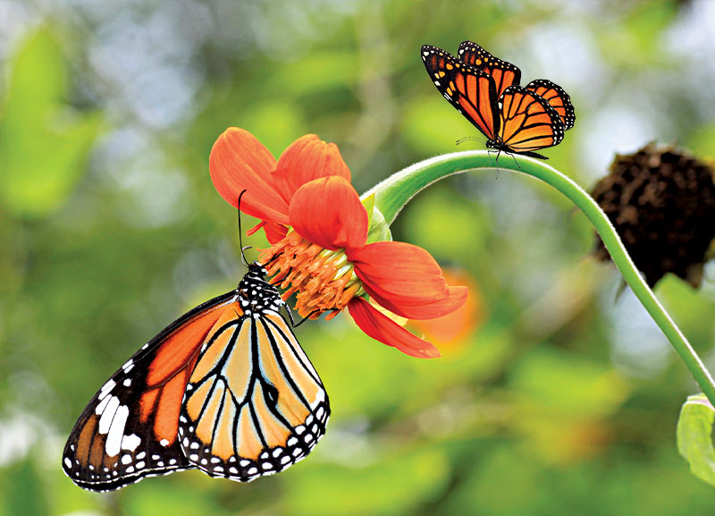 Monarch Butterfly Species Endangered