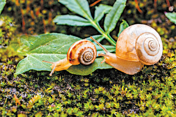 The Slimy Trail of Snails 