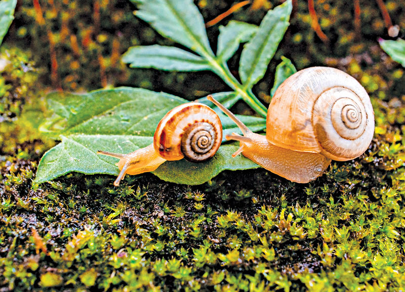 The Slimy Trail of Snails 