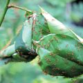 Home, Sweet Leafy Home - Natural Science for Kids