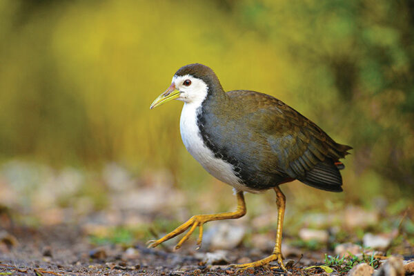 National Bird: White-breasted Waterhen