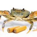 Batteries Made from Crab Shells- News for Kids