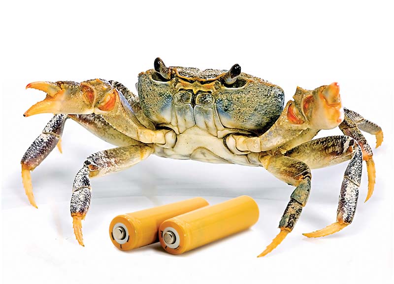 Batteries Made from Crab Shells