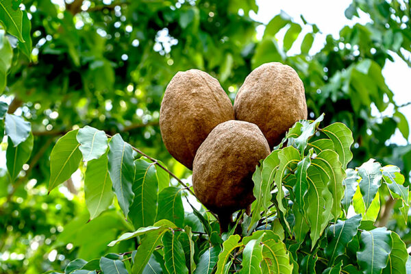 State Tree: East Indian Mahogany