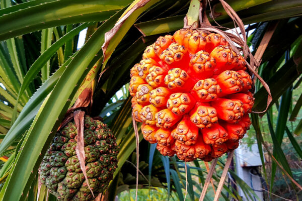 State Fruit: Pandanus Fruit or Blood Fruit