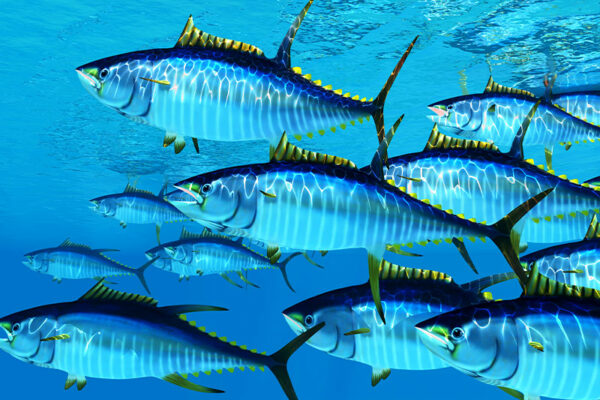 National Animal: Yellowfin Tuna