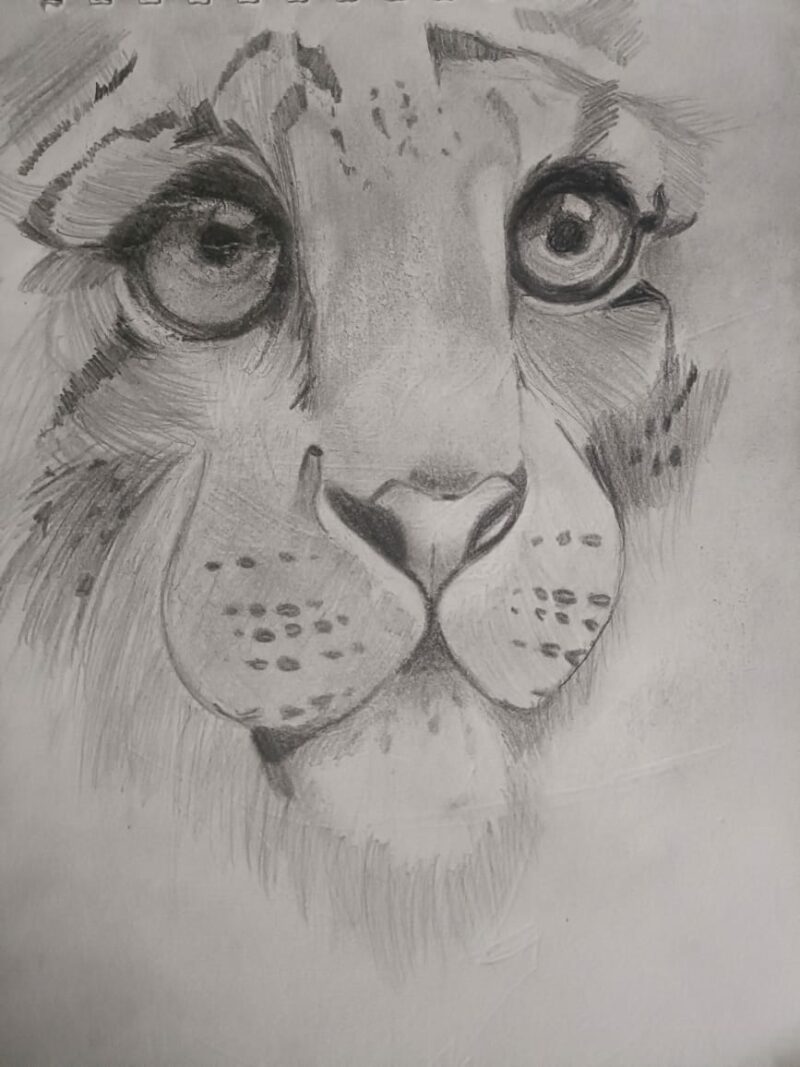 Innocent Lioness